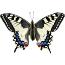 Old-world Swallowtail - Papilio machaon icon